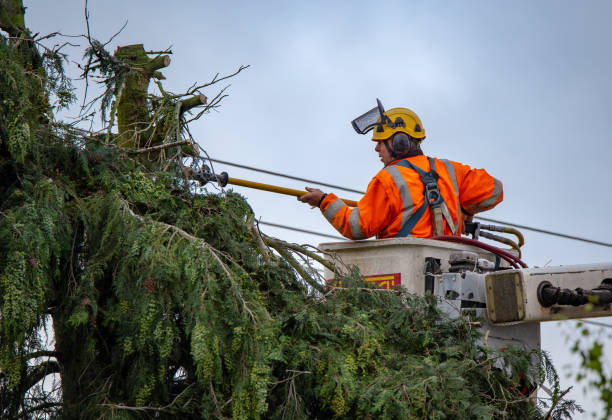 Best Tree Removal  in Lame Deer, MT