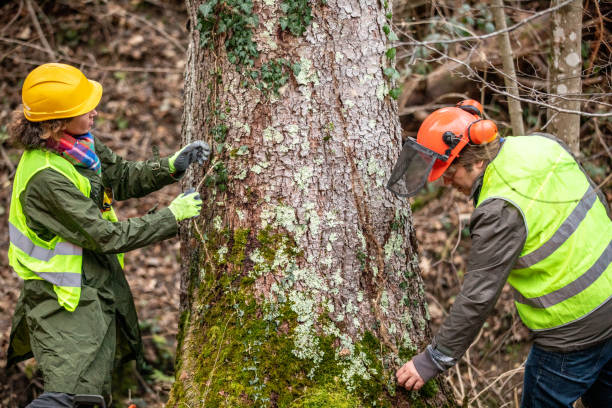 How Our Tree Care Process Works  in  Lame Deer, MT