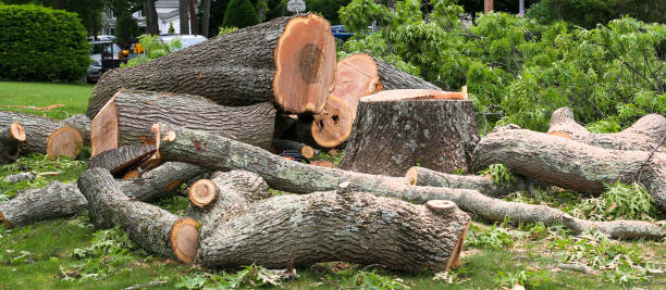 Best Tree Risk Assessment  in Lame Deer, MT