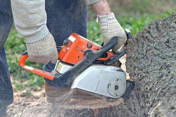 Best Storm Damage Tree Cleanup  in Lame Deer, MT