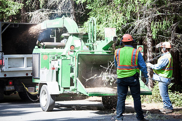 Best Tree Maintenance Programs  in Lame Deer, MT