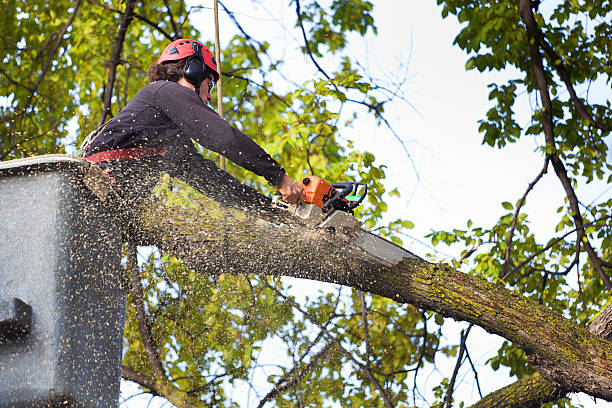 Best Palm Tree Trimming  in Lame Deer, MT