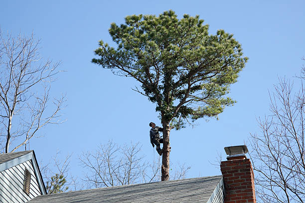 Reliable Lame Deer, MT Tree Services Solutions