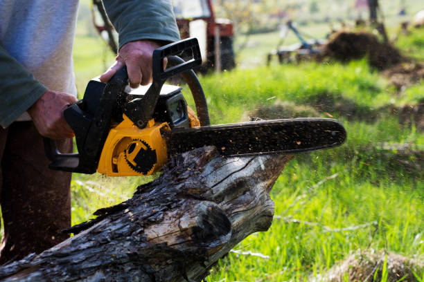 Best Leaf Removal  in Lame Deer, MT